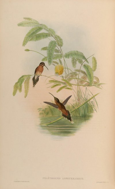 Phaethornis longuemareus de John Gould